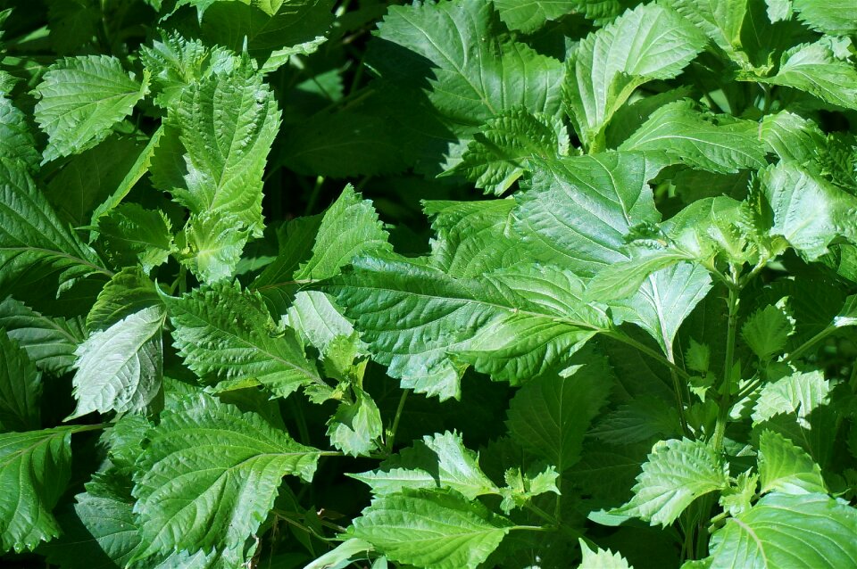 Nature border plant leaves
