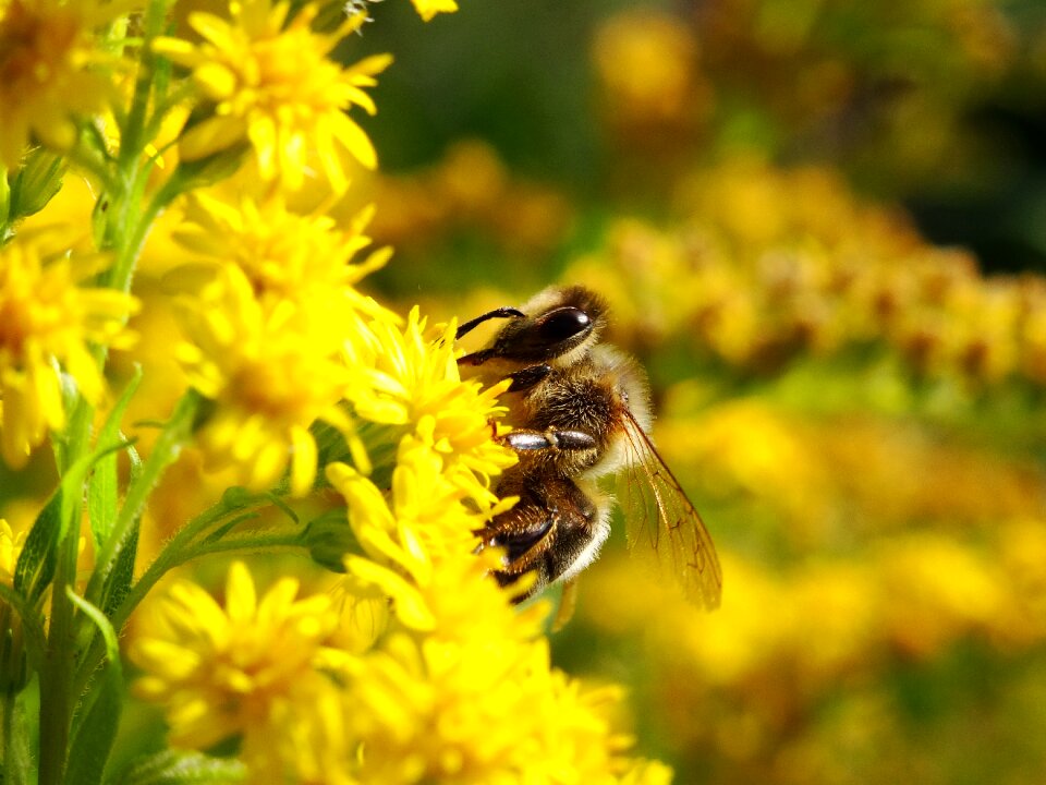 Flowers nature insects