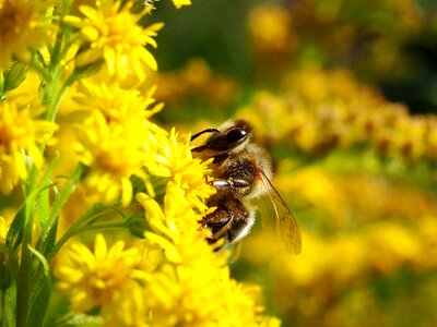 Flowers nature insects photo