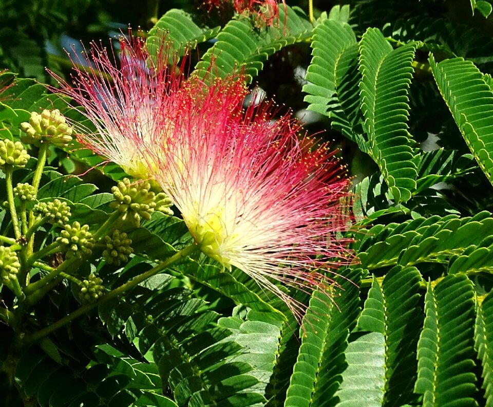 Silk tree flourishing tree landscape photo