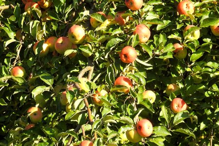 Fruit tree kernobstgewaechs