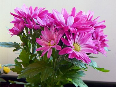 Botanical bloom summer