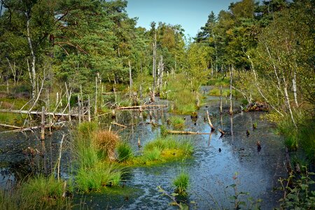 Pietz moor schneverdingen moorland photo