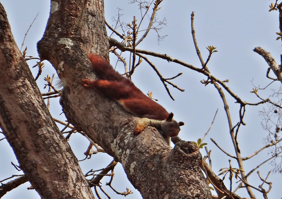 Wildlife animal squirrel