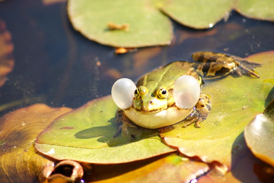 Croak toad animal