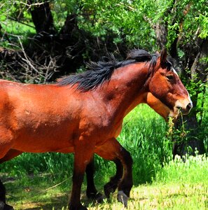 Barn twin equine photo