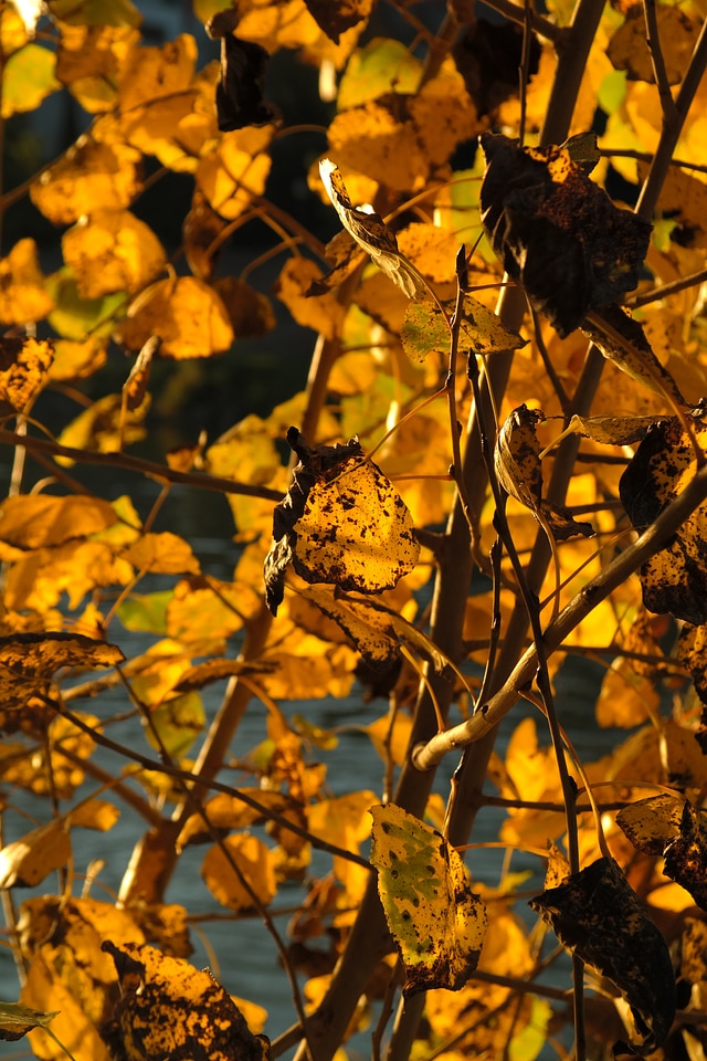 Golden autumn fall foliage leaves in the autumn