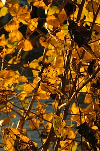 Golden autumn fall foliage leaves in the autumn photo