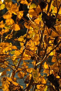 Golden autumn fall foliage leaves in the autumn
