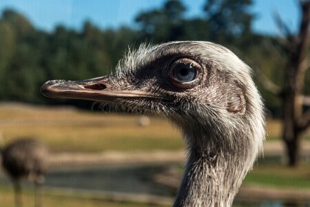 Bill flightless bird ostrich