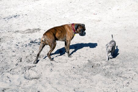 Fun sand boxer