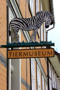 Animals animal zebra