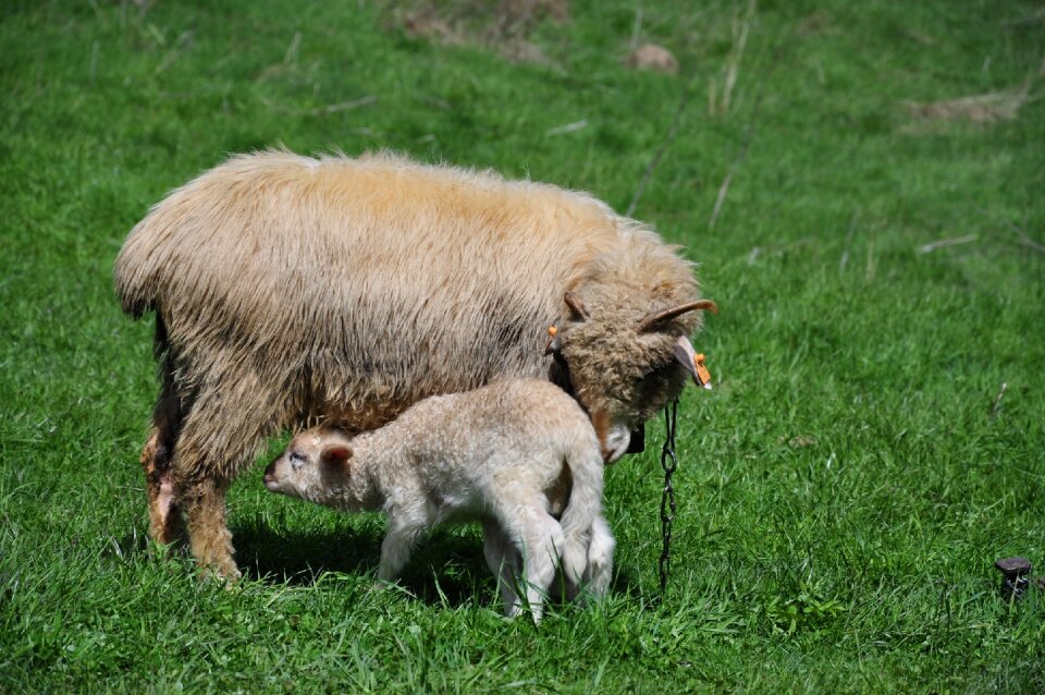 Small sheep animal nature