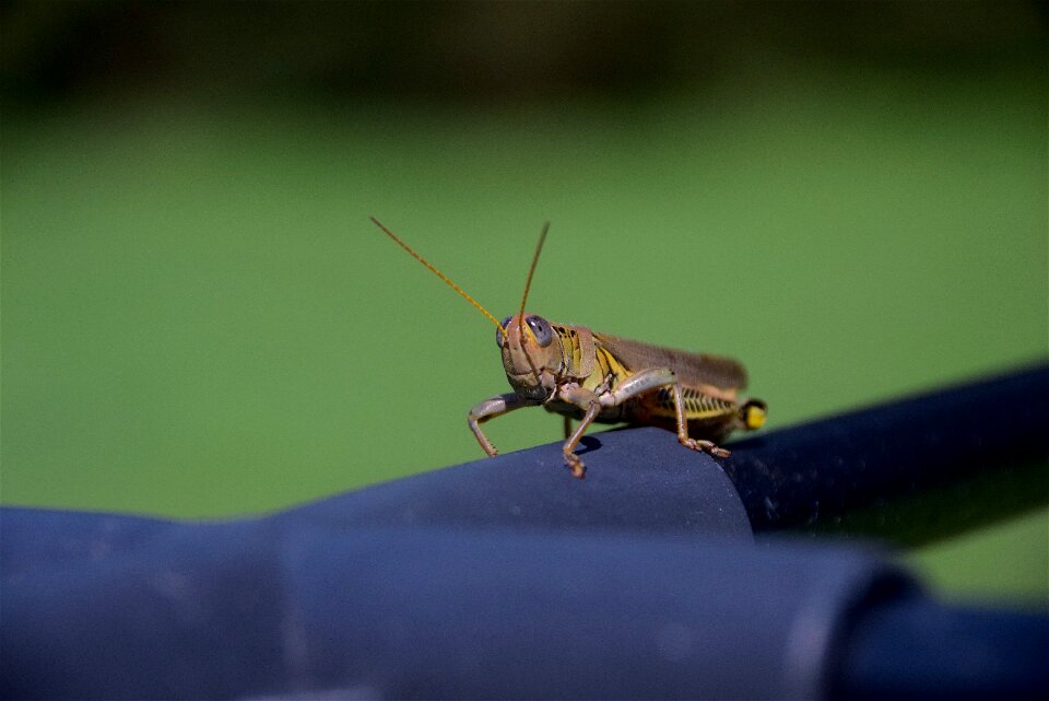 Bug green wildlife