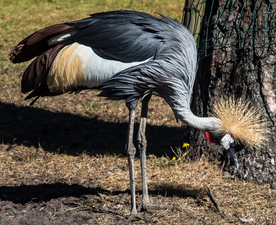 Plumage birds zoo photo