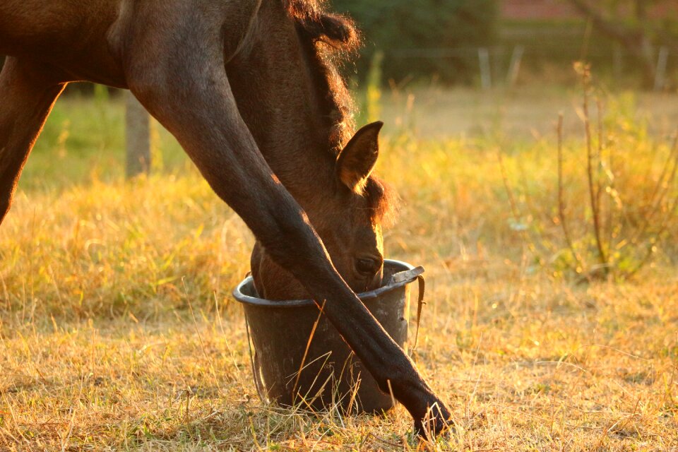 Eat grass evening light
