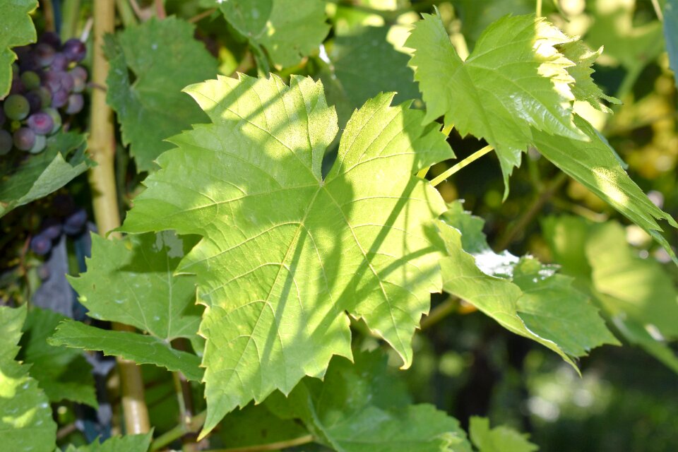 Leaves nature green leaf