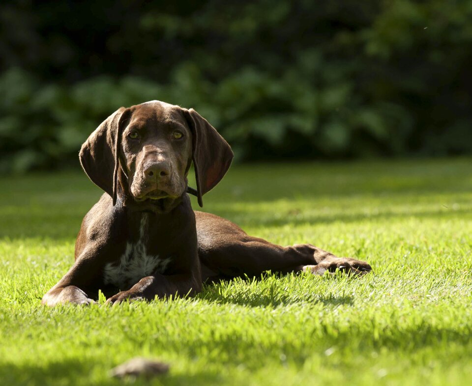 Dog shorthaired domestic
