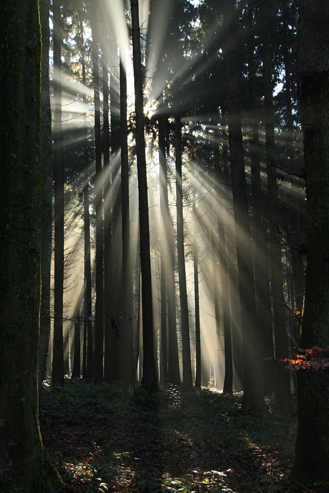 Autumn mood backlighting