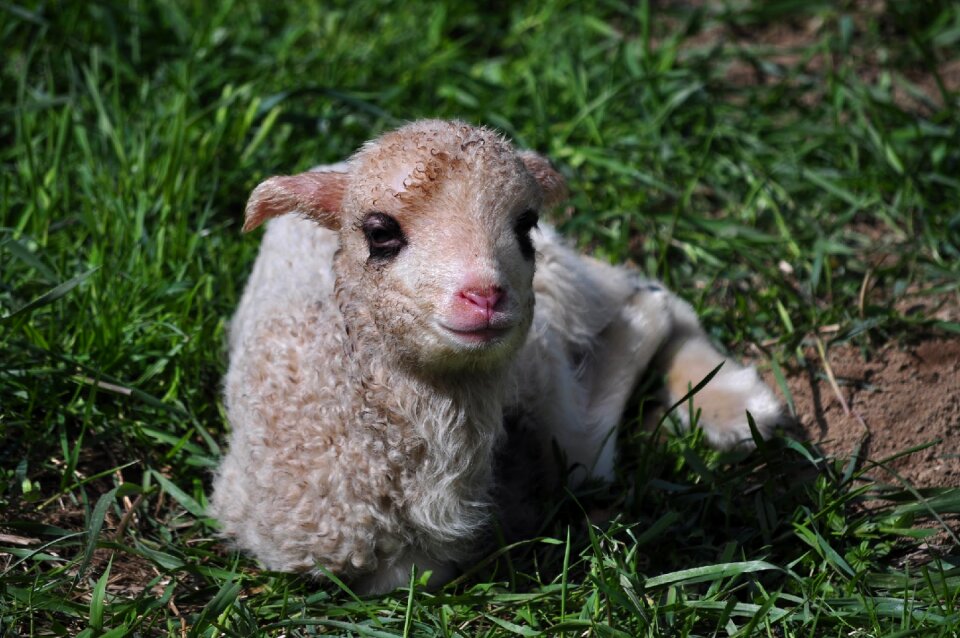 Small sheep animal nature