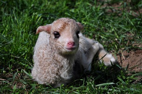 Small sheep animal nature