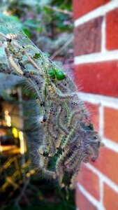 Webworm nest nest larva