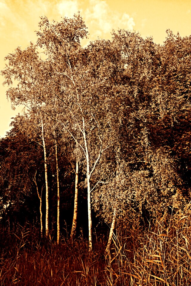 Woods nature landscape