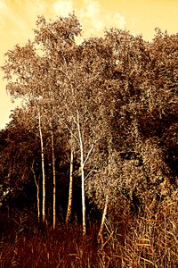 Woods nature landscape