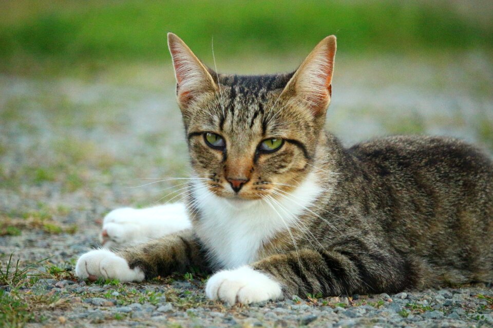 Mackerel tiger cat domestic cat