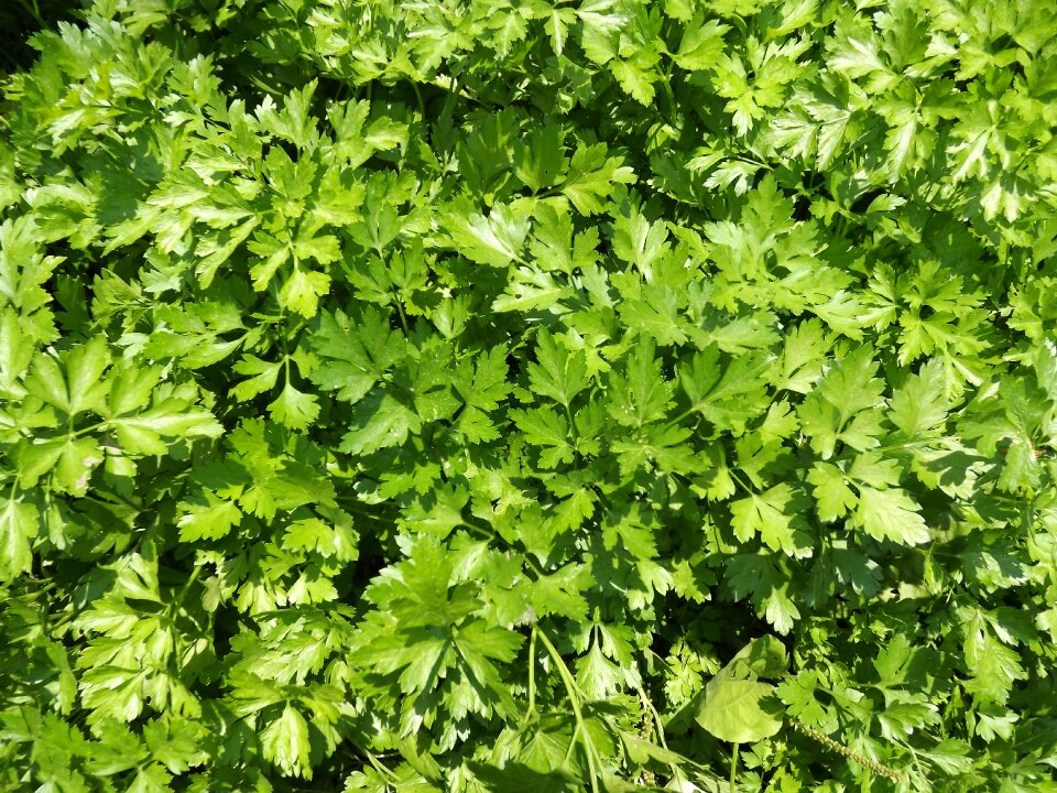 Green garden grass