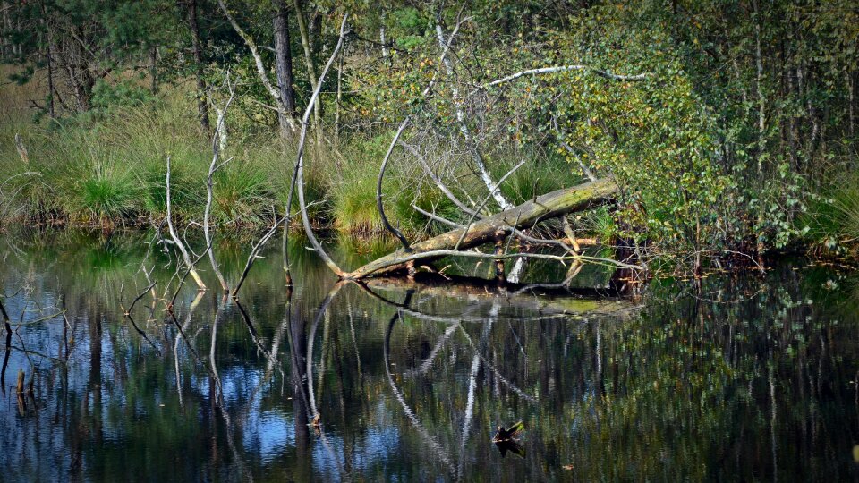 Pietz moor schneverdingen moorland