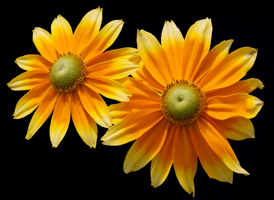 Flower yellow coneflower bloom