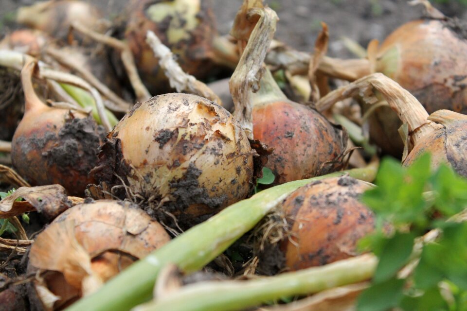 Vegetable garden nutrition fresh