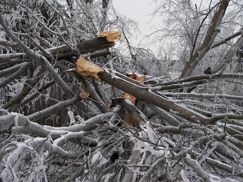 Ice branches tree organic