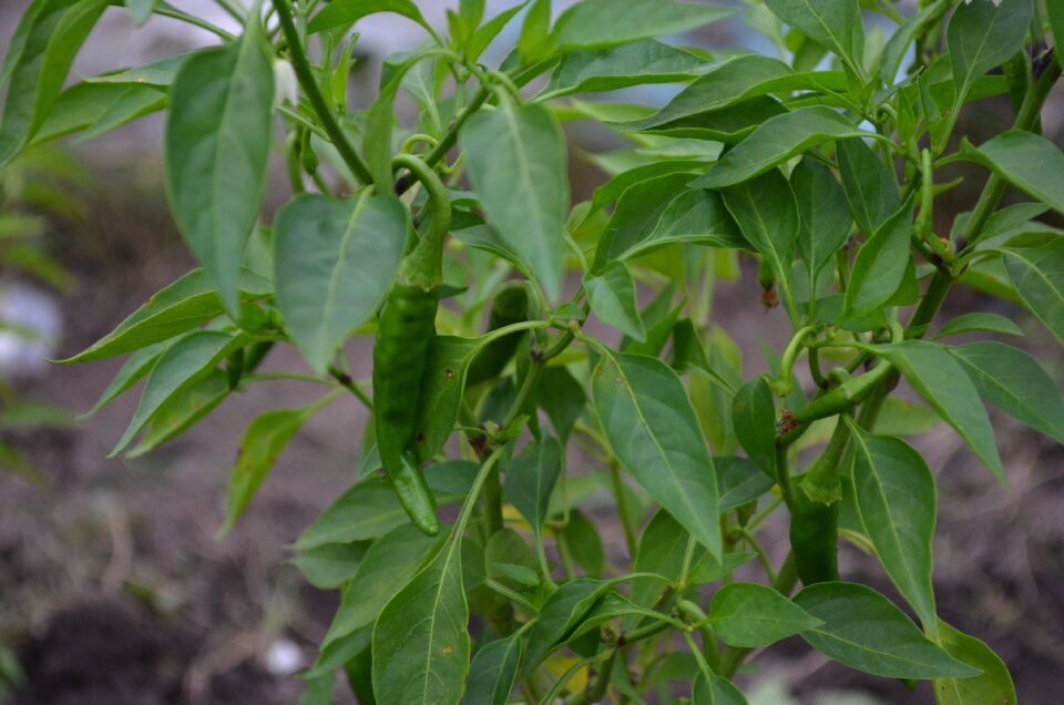 Chilli chili natural