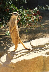 Meerkat zoo wilhelma