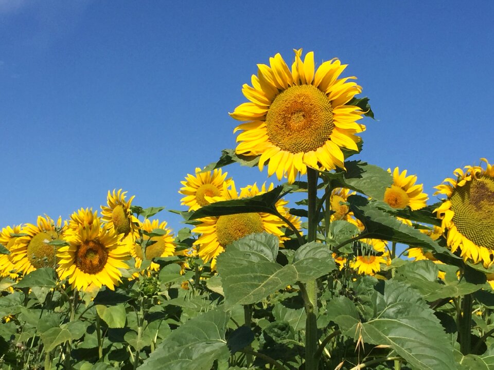 Flowers nature