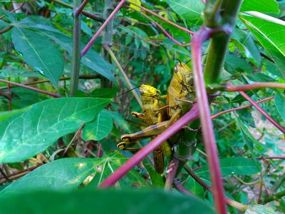 Both brown yellow