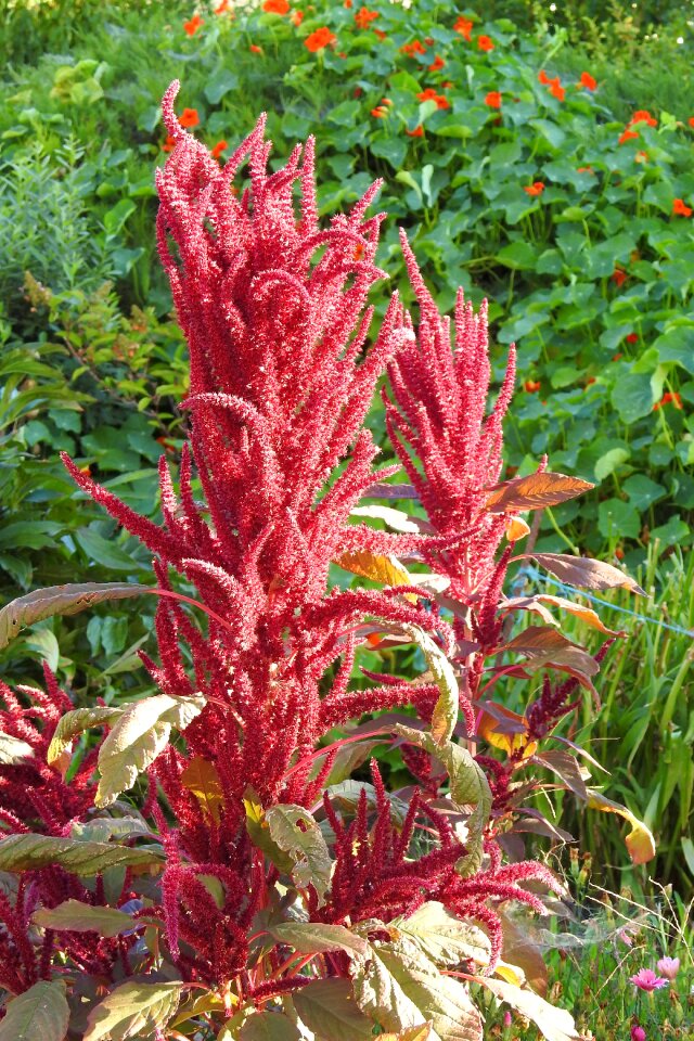 Plant red flowers flora