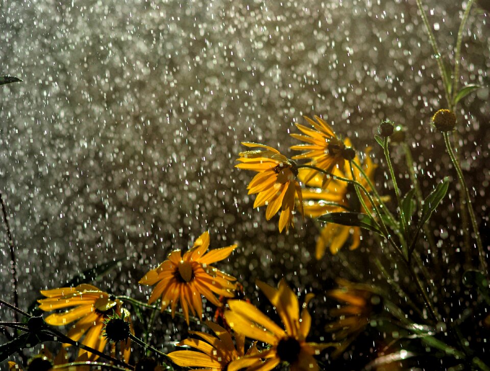 Flowers in the rain raindrop drop of water