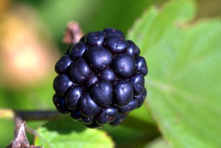Fruit the freshness berries