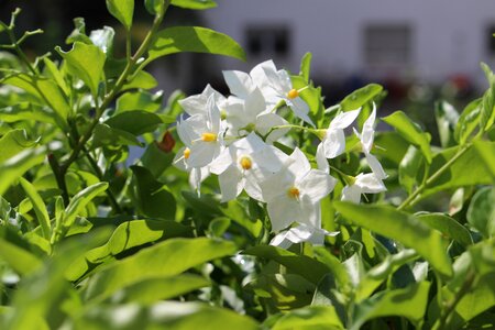 Jasmin balcony flower box