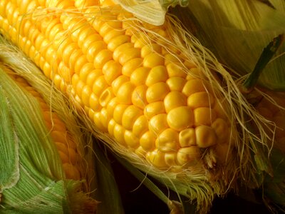 Yellow harvest closeup
