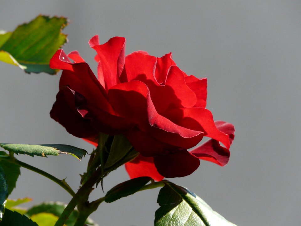 Beauty flower summer