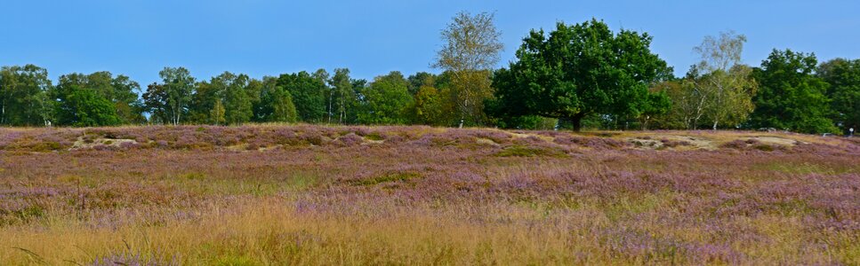 Lüneburg heath nature reserve bench