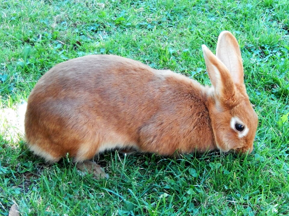 Rabbit animal nature