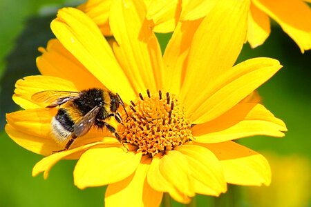 Bee insect yellow photo