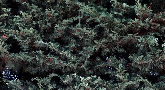 Tree landscape macro