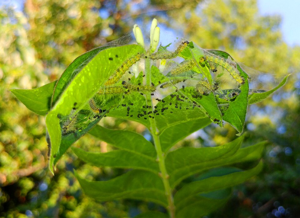 Webworm nest nest larva