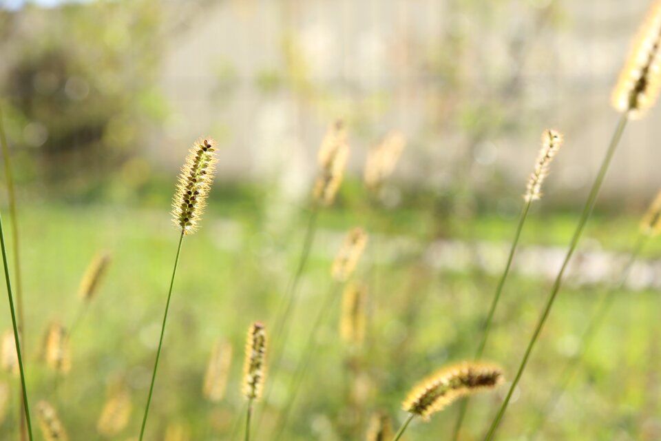 Weeds nature field
